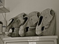Crânios e dentição equina