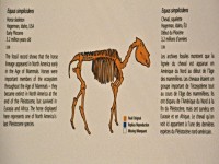 Equus simplicidens